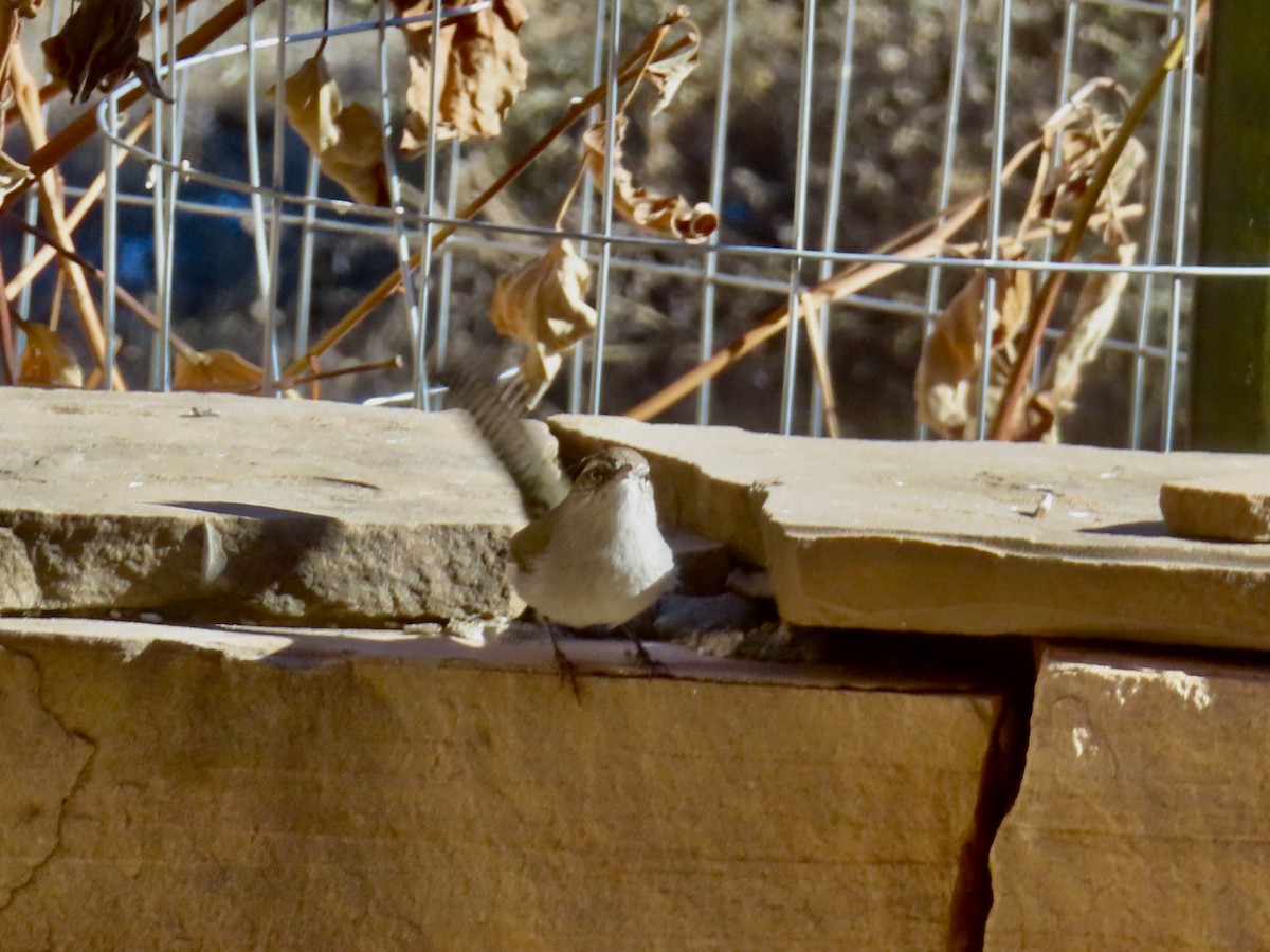 シロハラミソサザイ - ML646991025