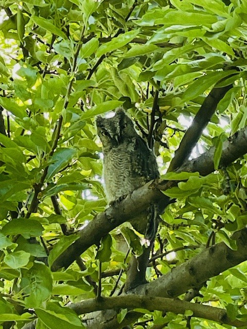 ニシアメリカオオコノハズク - ML646991026