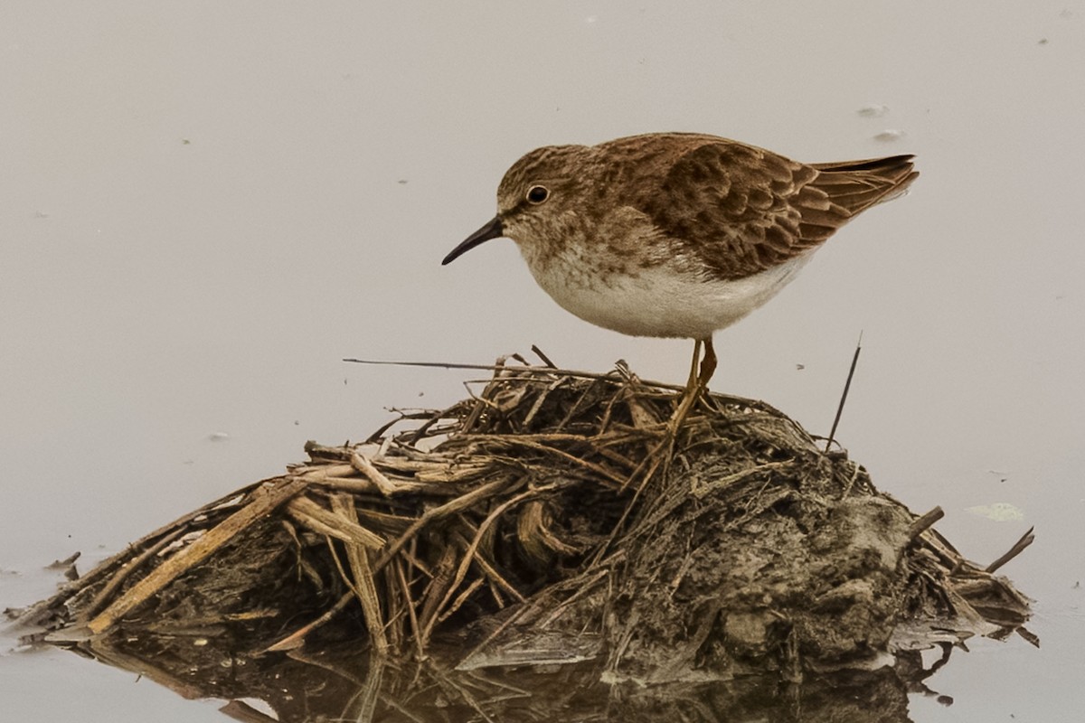 アメリカヒバリシギ - ML646991027