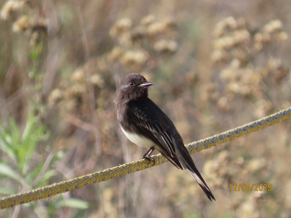 クロツキヒメハエトリ - ML646991028
