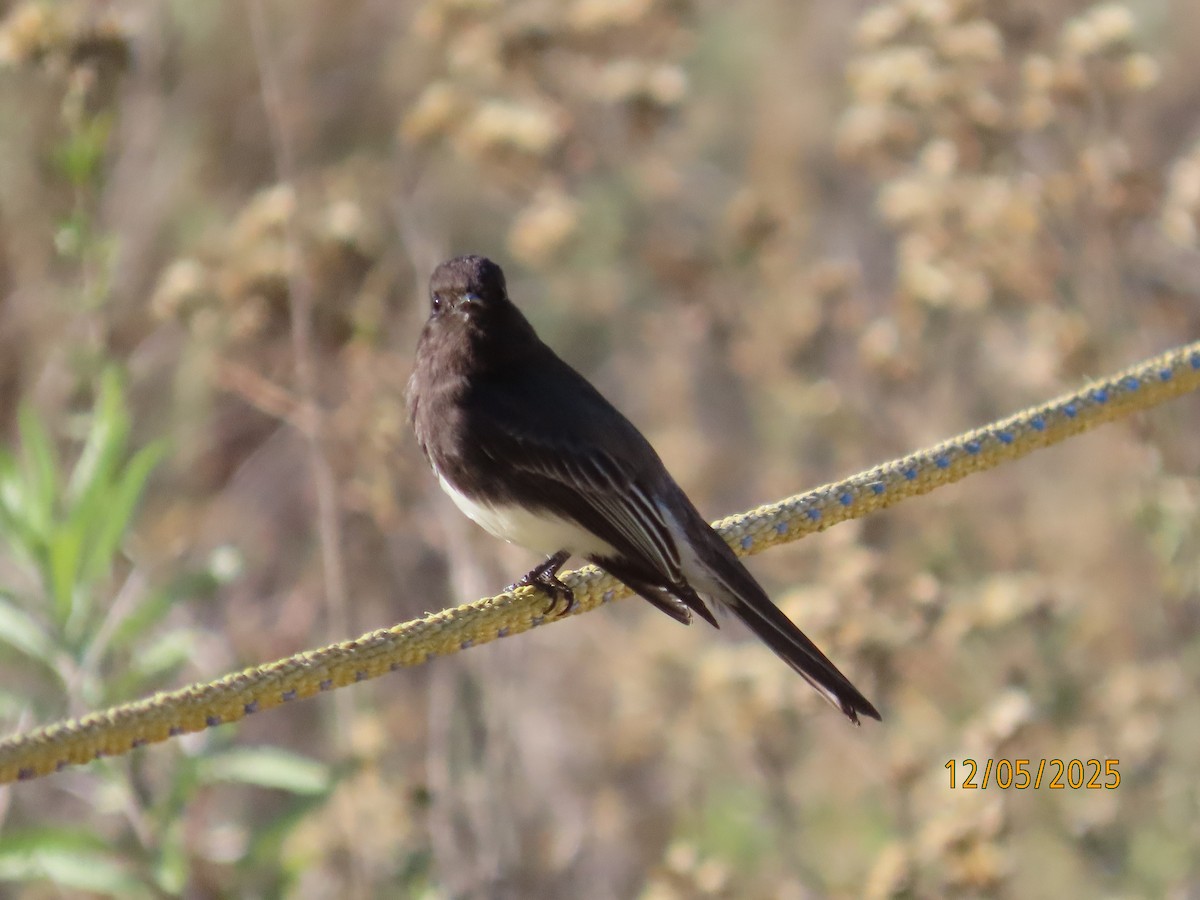 クロツキヒメハエトリ - ML646991029