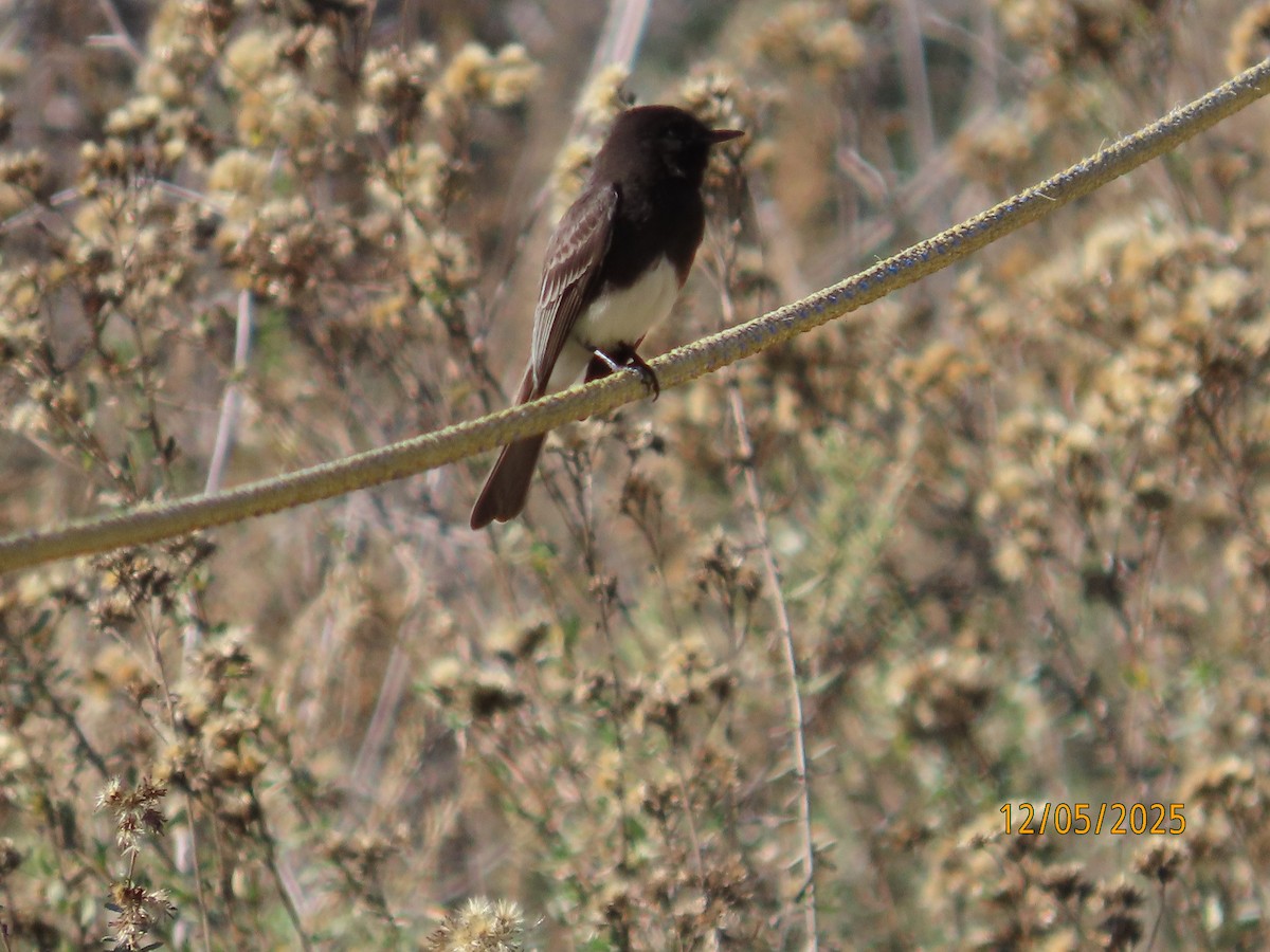 クロツキヒメハエトリ - ML646991030