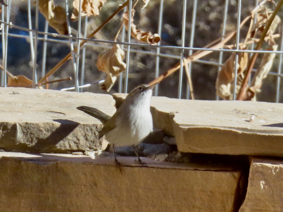 シロハラミソサザイ - ML646991031