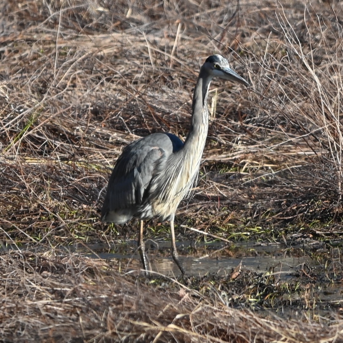 オオアオサギ - ML646991032