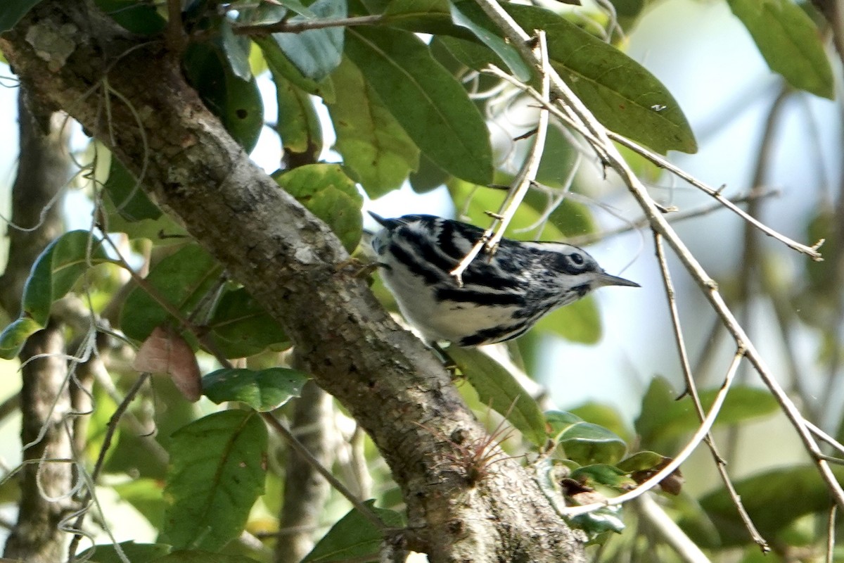 Reinita Trepadora - ML646991033