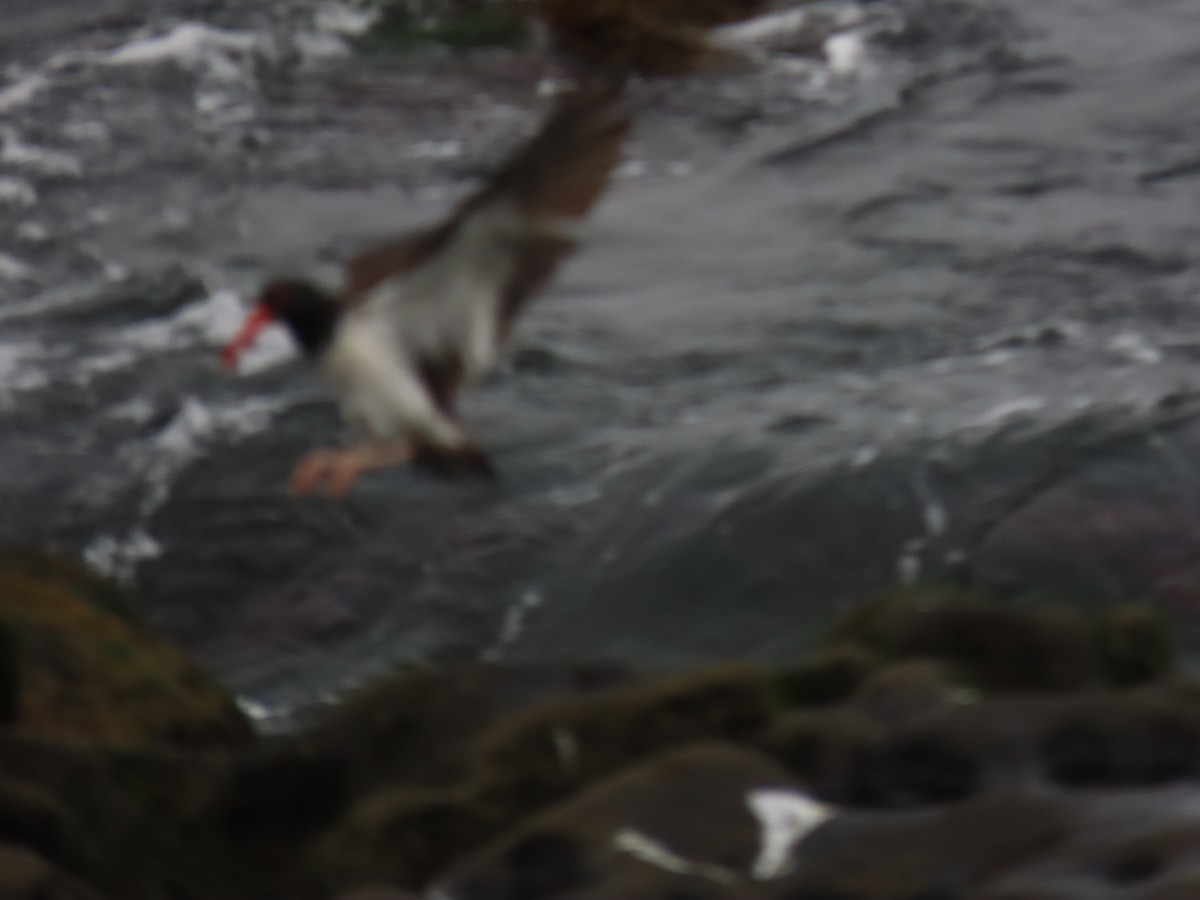 雑種 アメリカミヤコドリ ｘ クロミヤコドリ - ML646991034