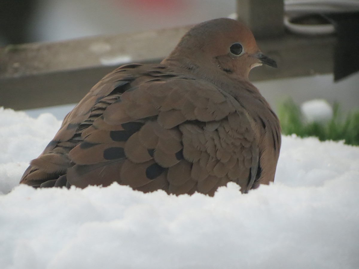 ナゲキバト - ML646991036