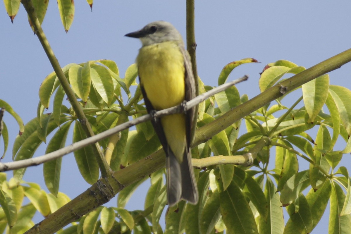 ヒガシオリーブタイランチョウ - ML646991037