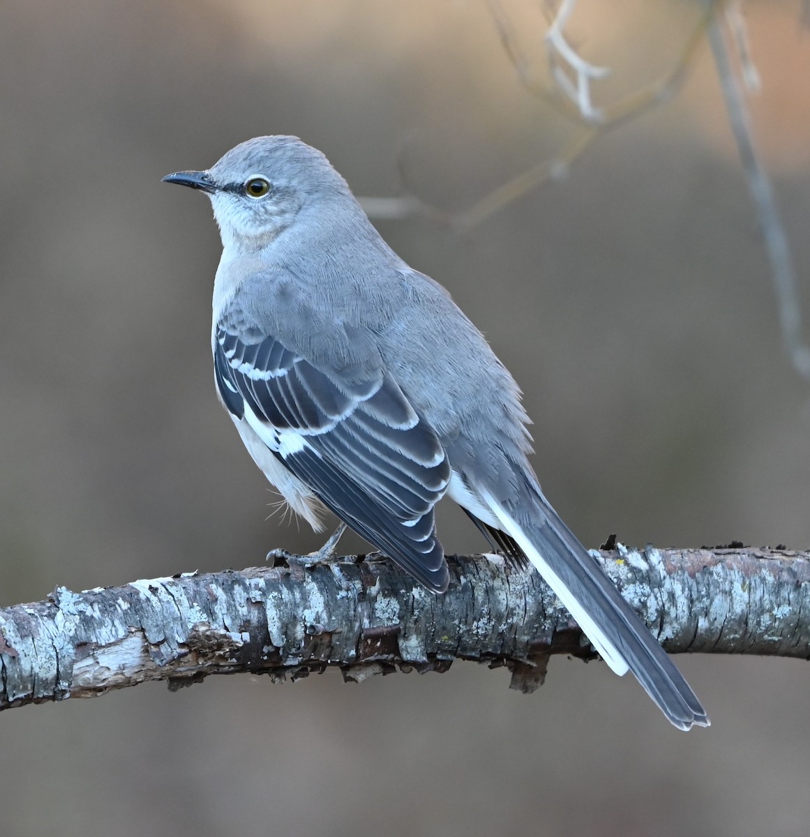 drozdec mnohohlasý - ML646991039