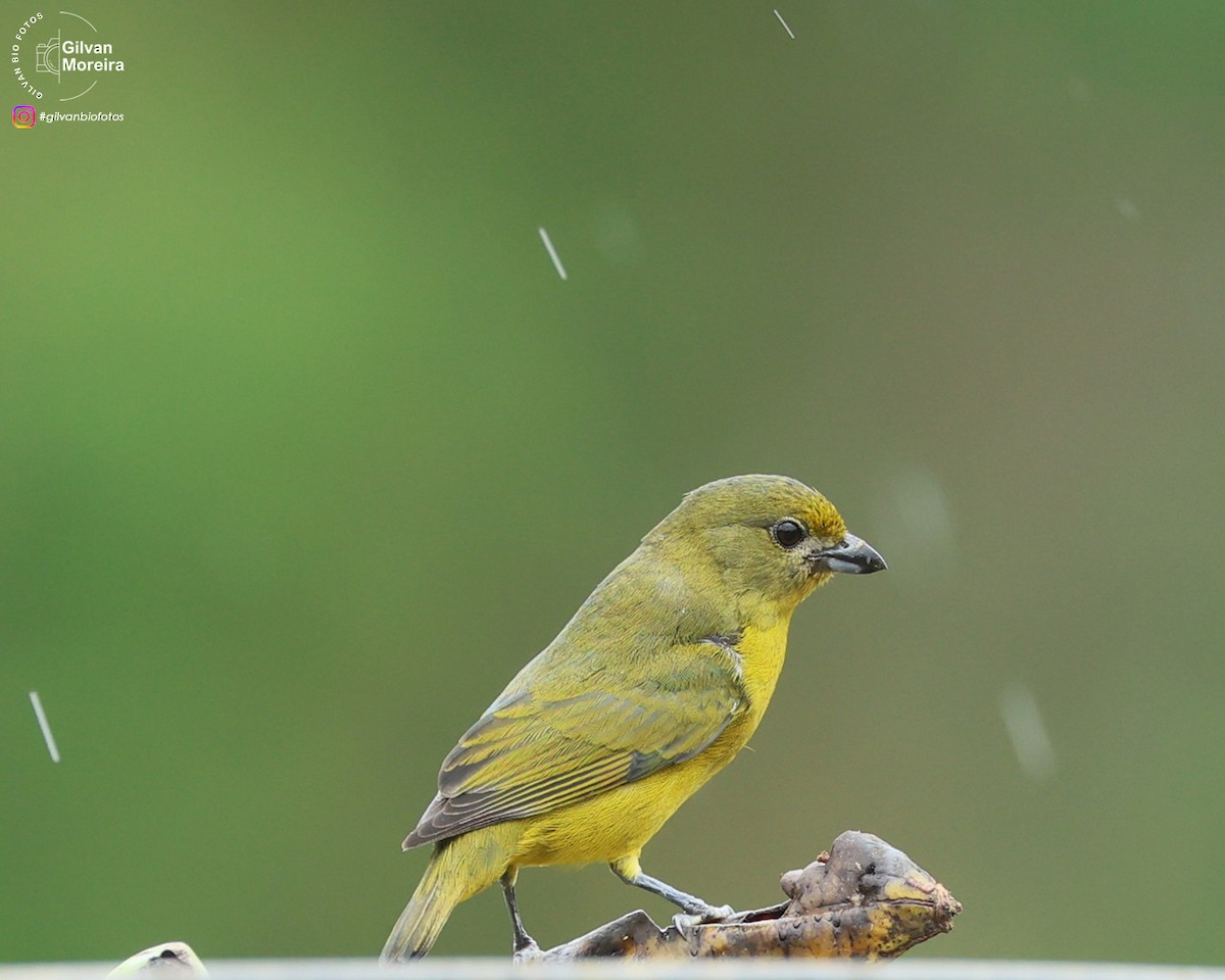 スミレフウキンチョウ - ML646991040