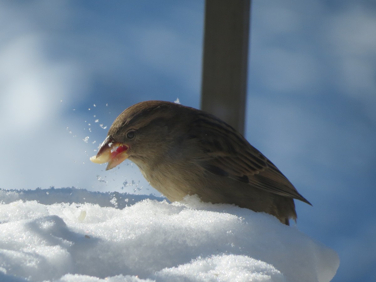 イエスズメ - ML646991041
