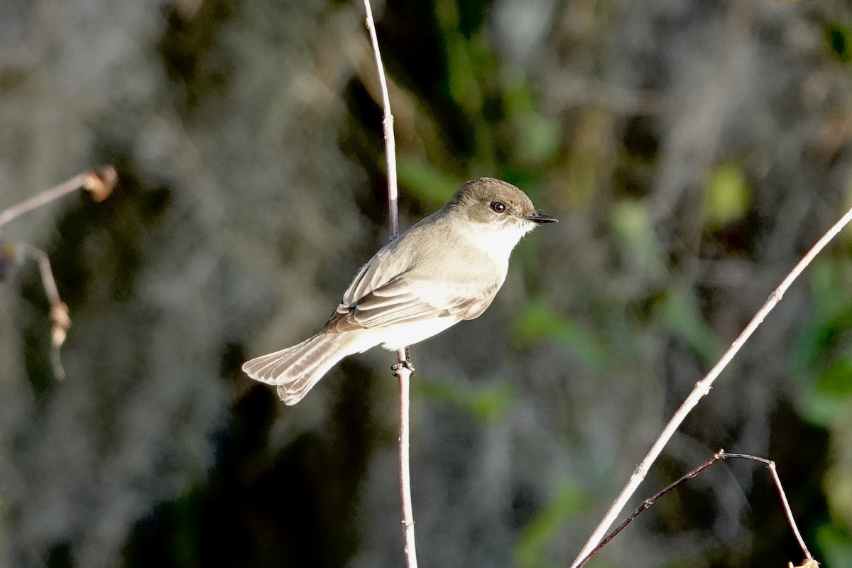 Mosquero Fibí - ML646991042