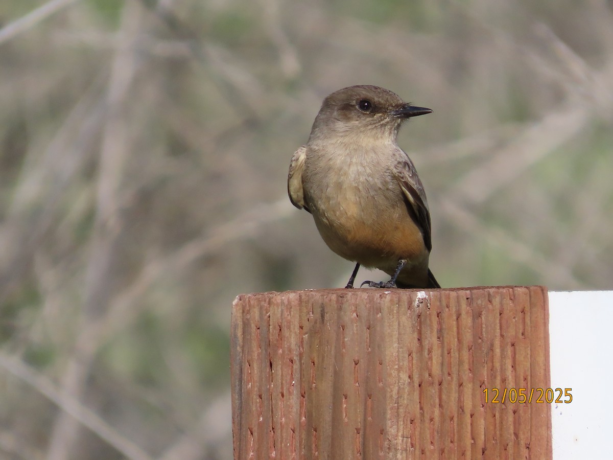 チャイロツキヒメハエトリ - ML646991043