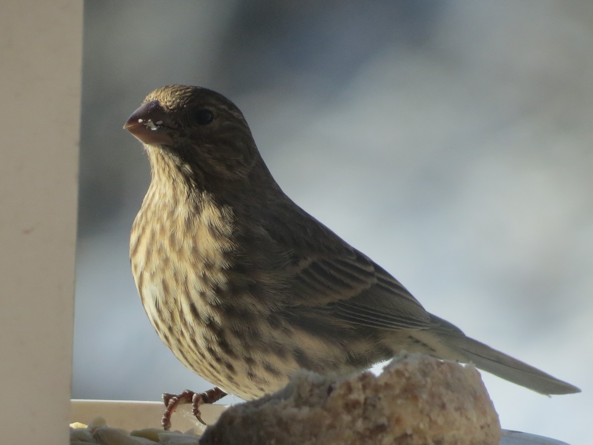 メキシコマシコ - ML646991044