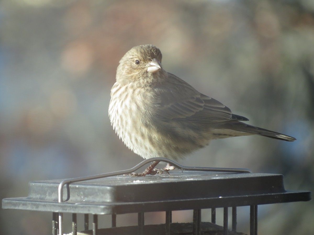 メキシコマシコ - ML646991045