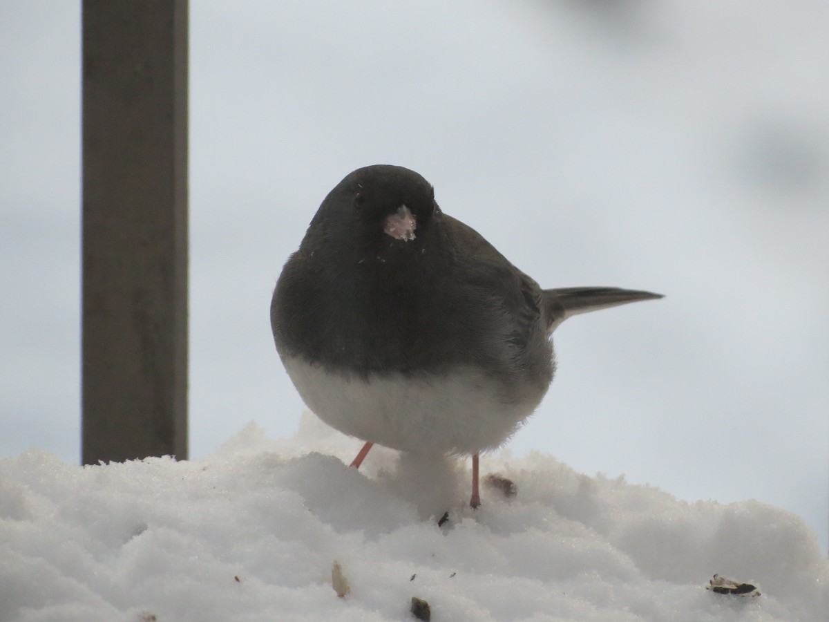 ユキヒメドリ - ML646991046