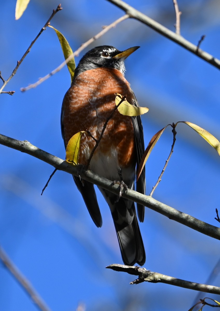 drozd stěhovavý - ML646991053