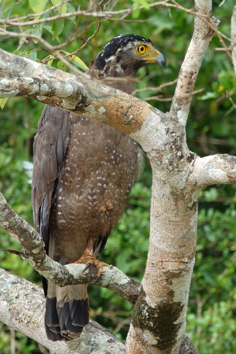 Crested Serpent-Eagle - ML646991054