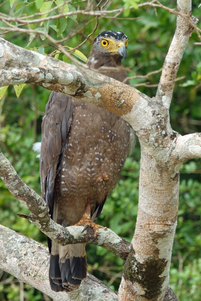 Crested Serpent-Eagle - ML646991055