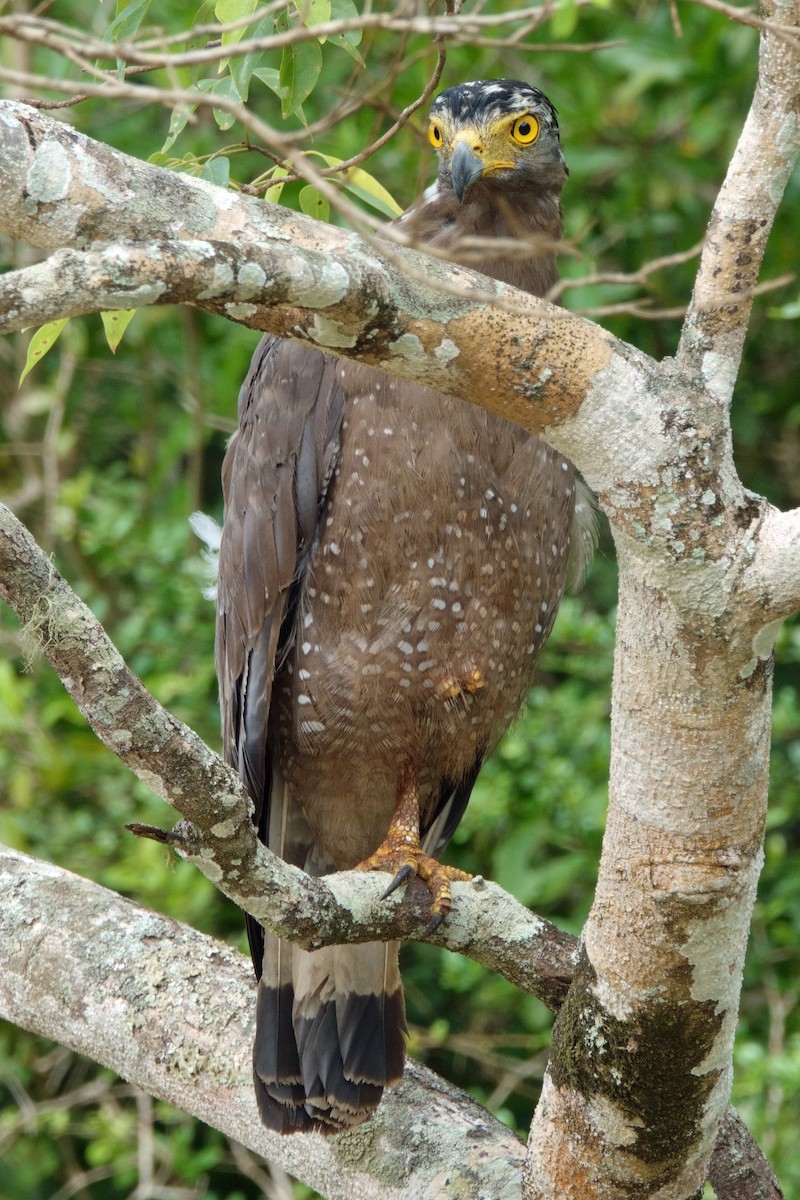 Crested Serpent-Eagle - ML646991056