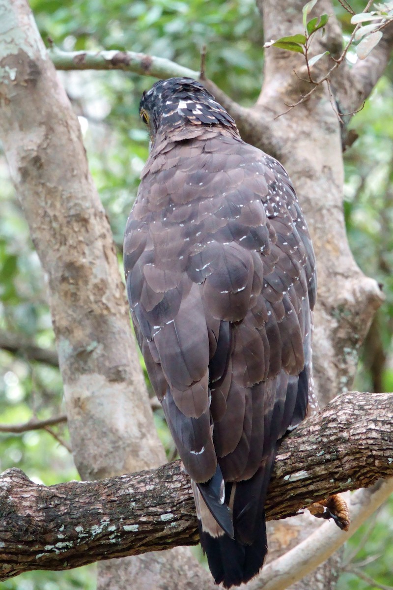 Crested Serpent-Eagle - ML646991057