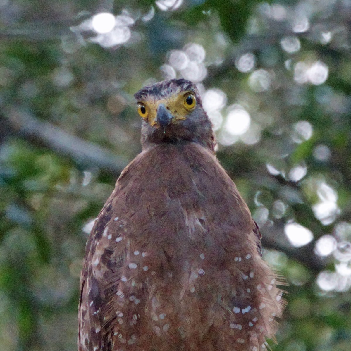 Crested Serpent-Eagle - ML646991058