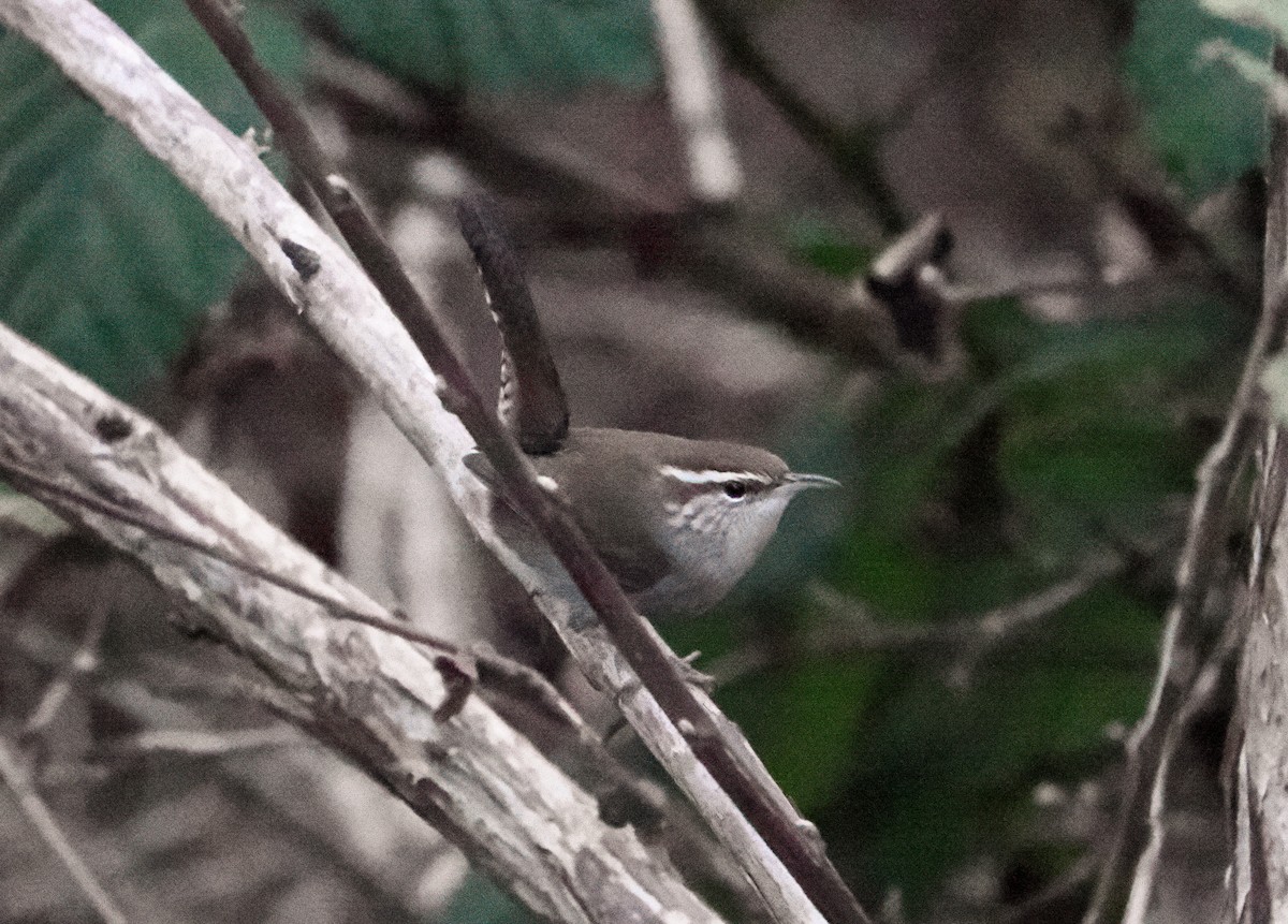 Bewick's Wren - ML646991063