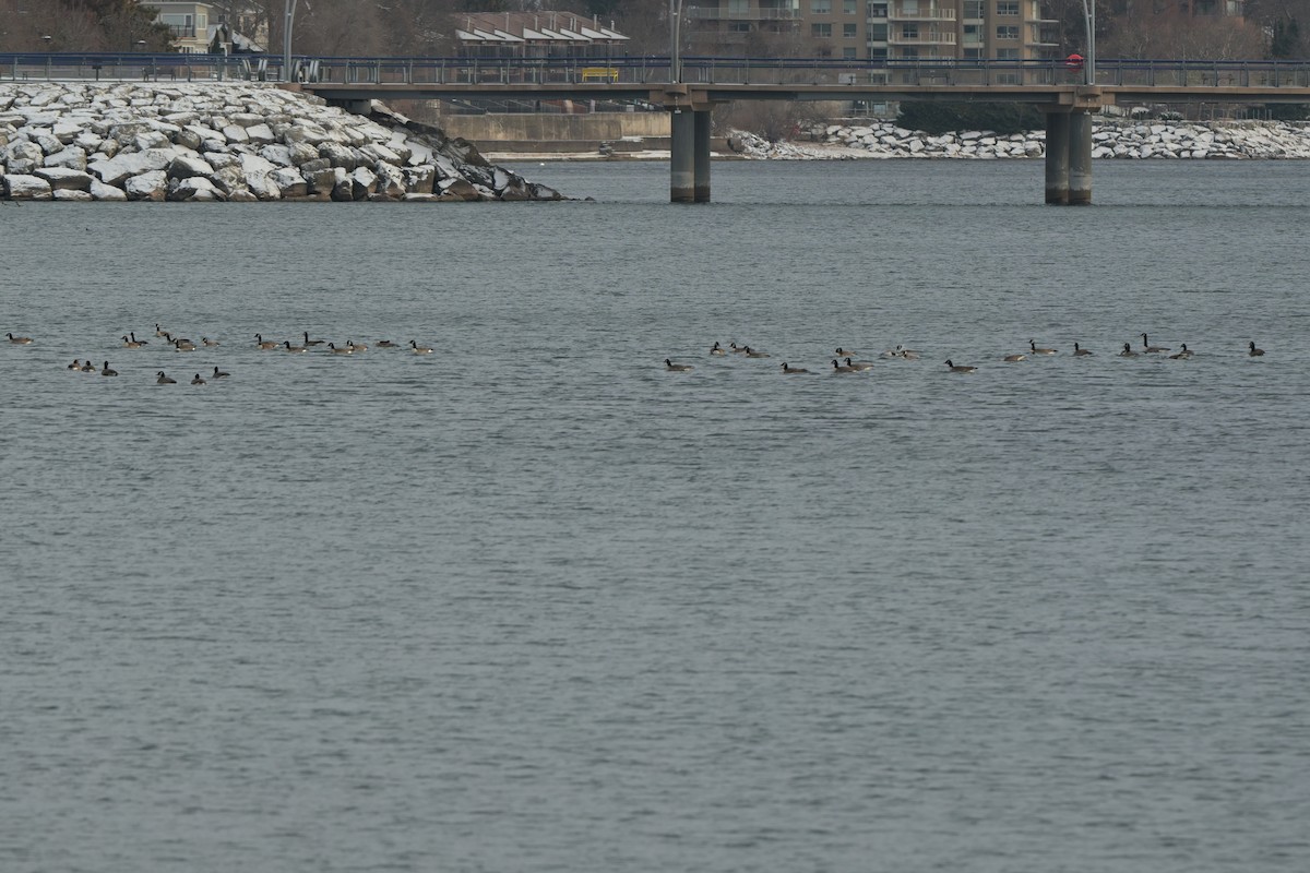 Canada Goose - ML646991064