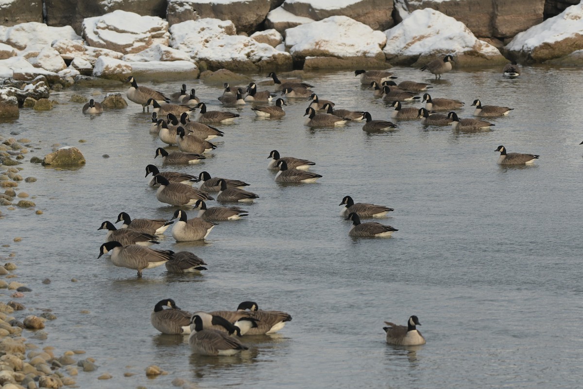 Canada Goose - ML646991065
