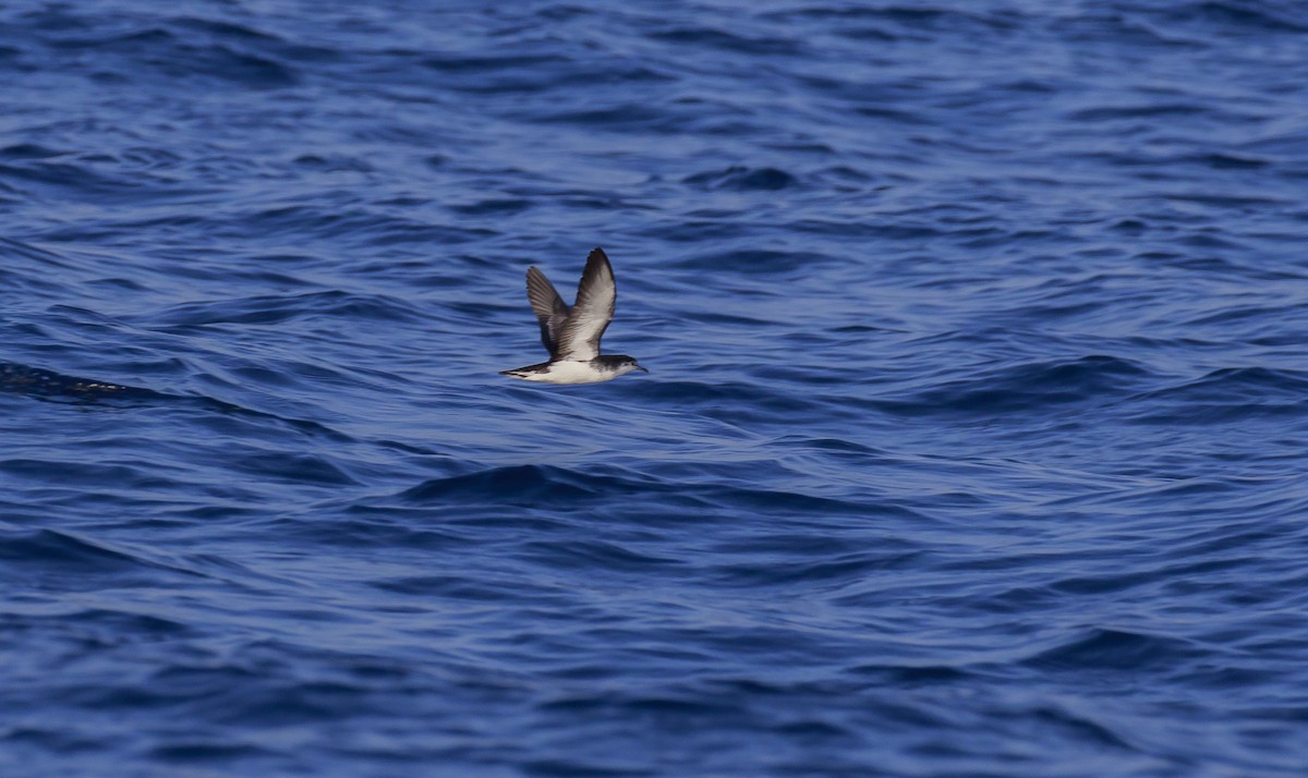 Barolo Shearwater - ML646991066