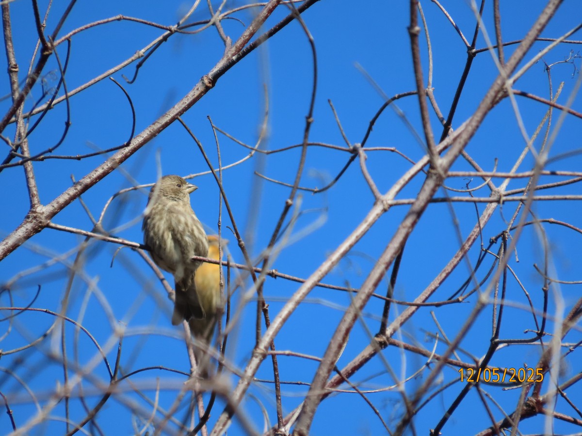 House Finch - ML646991071