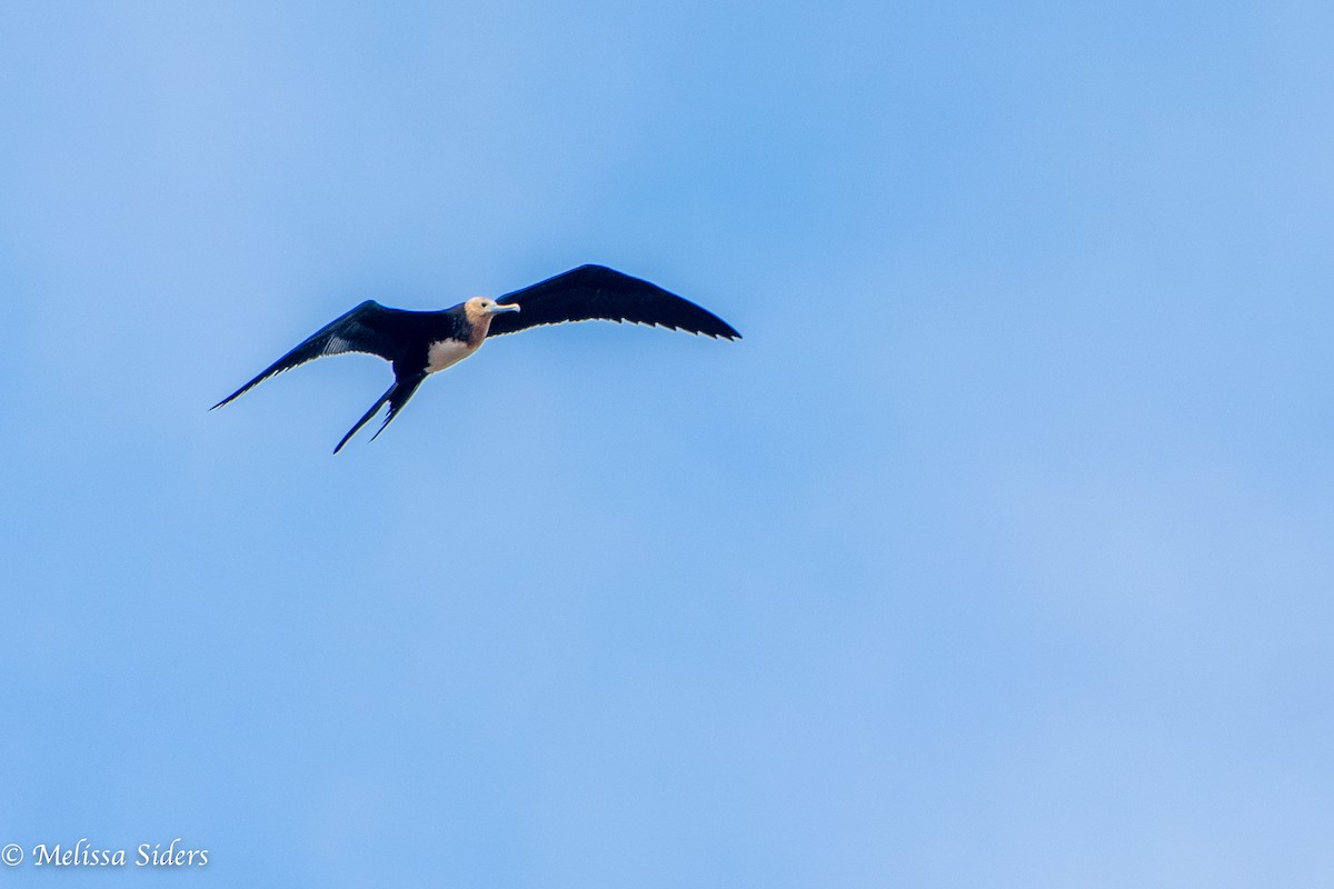 fregatka obecná - ML646991073