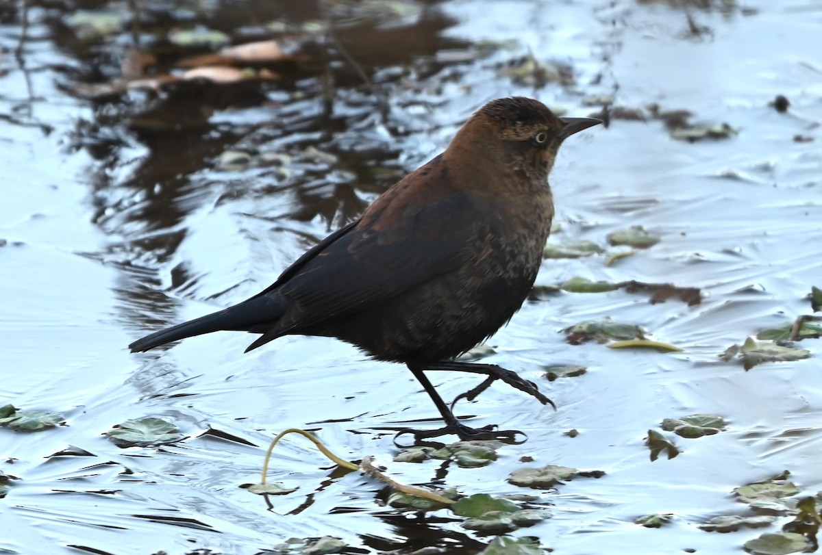 Ржавчатый трупиал - ML646991075