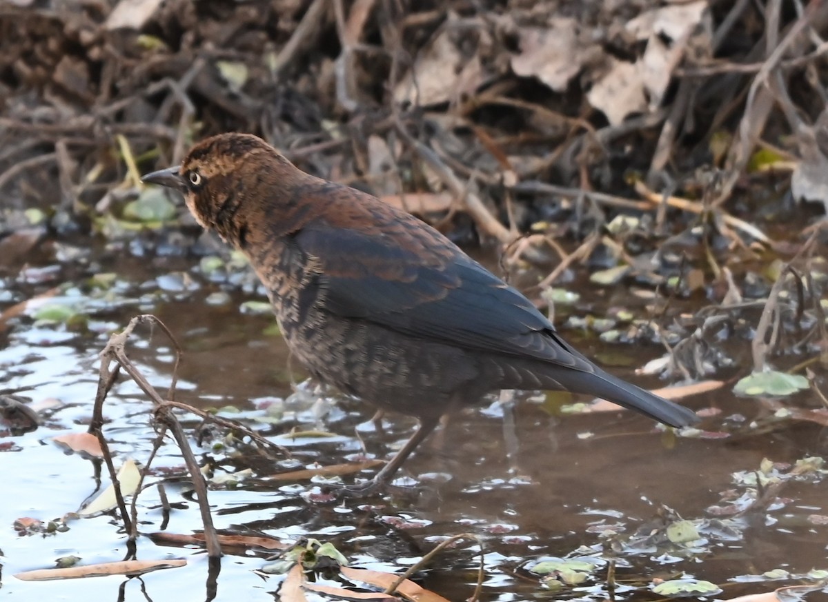 Ржавчатый трупиал - ML646991080