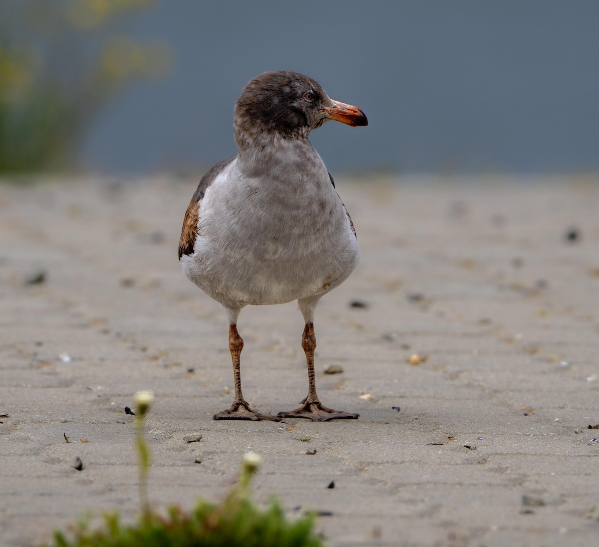 Dolphin Gull - ML646991082
