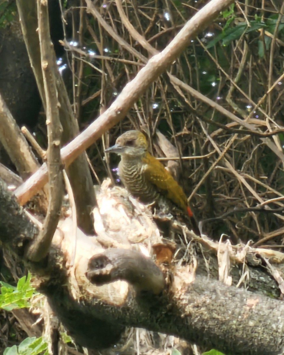 Red-rumped Woodpecker - ML646991085