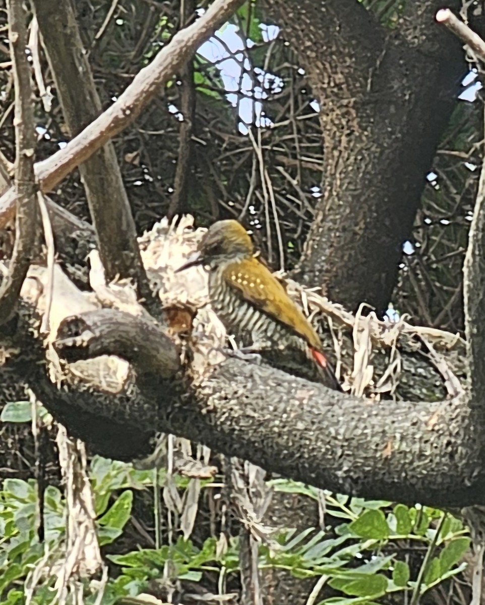 Red-rumped Woodpecker - ML646991086