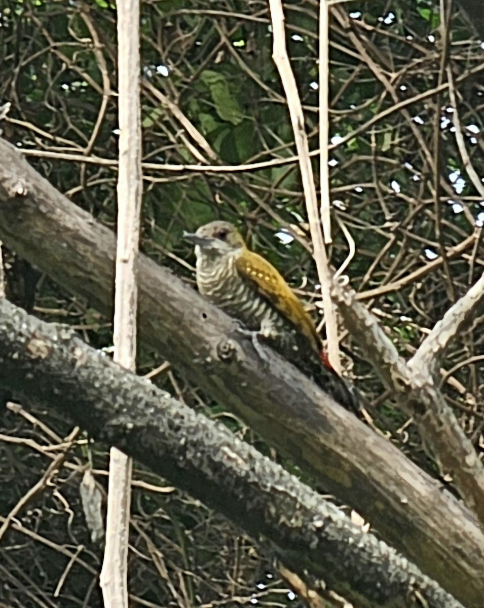 Red-rumped Woodpecker - ML646991087