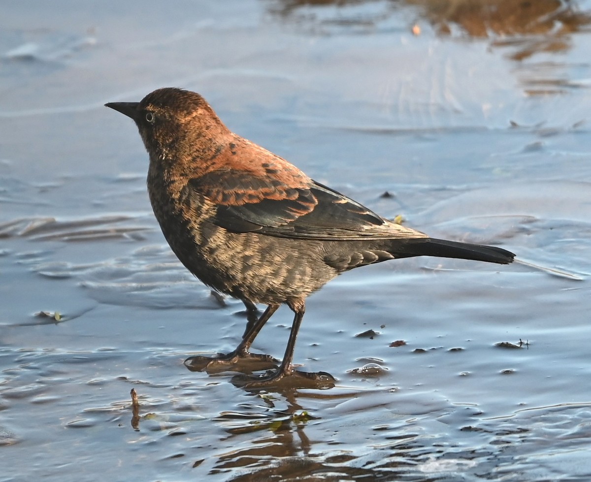 Ржавчатый трупиал - ML646991089