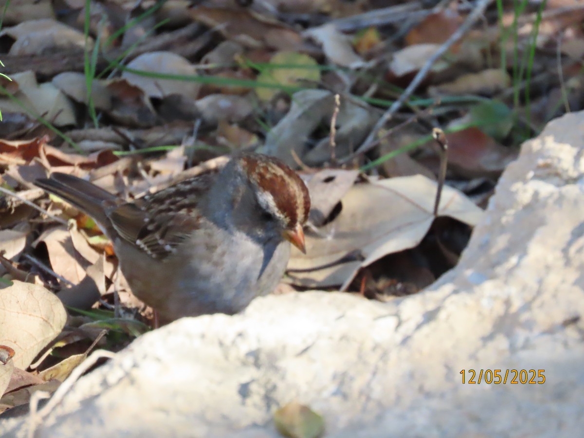 White-crowned Sparrow - ML646991090