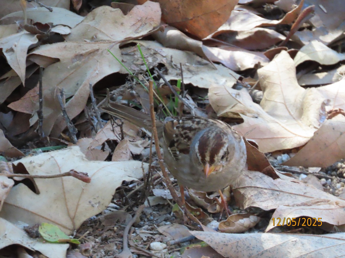 White-crowned Sparrow - ML646991091
