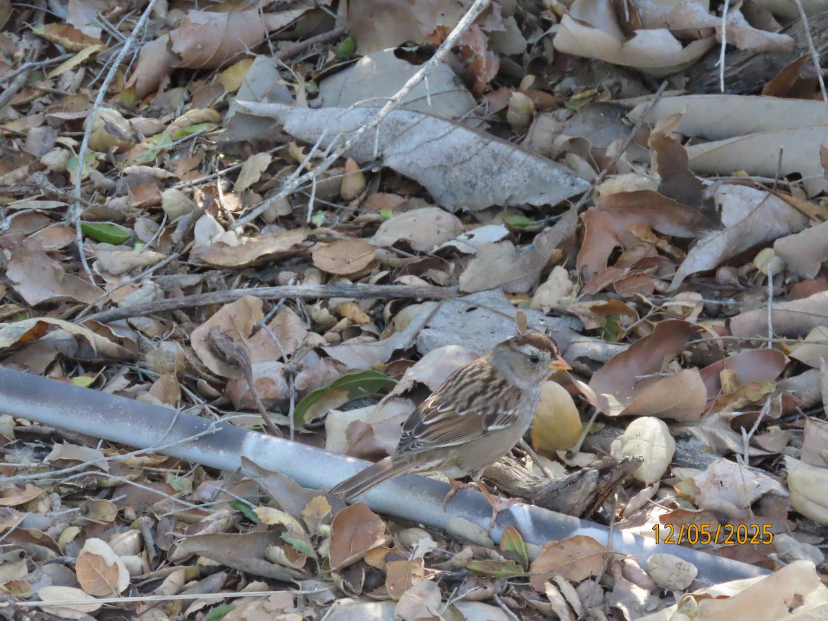 White-crowned Sparrow - ML646991092