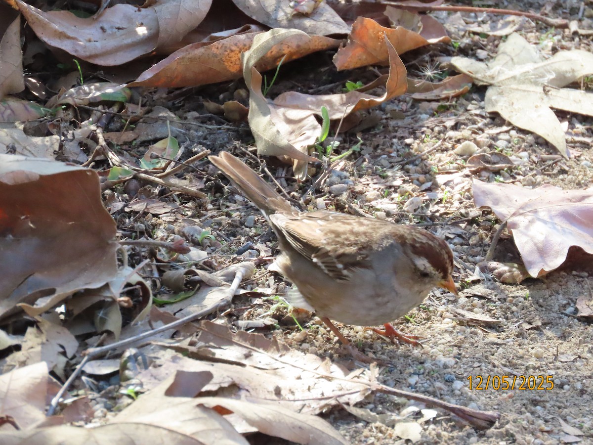 White-crowned Sparrow - ML646991093