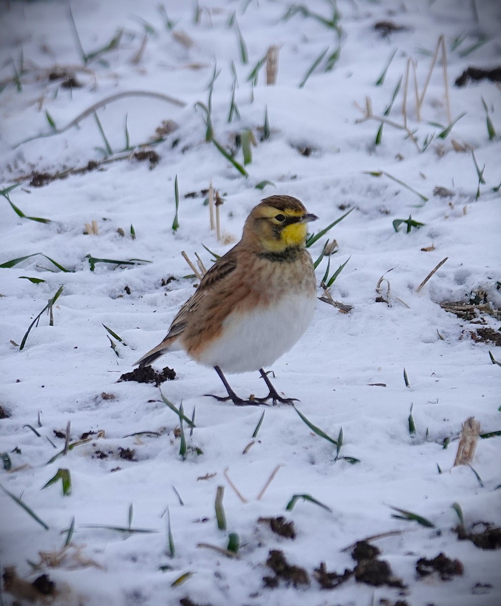 Horned Lark - ML646991096