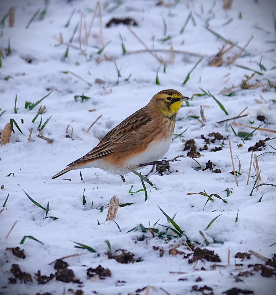 Horned Lark - ML646991097