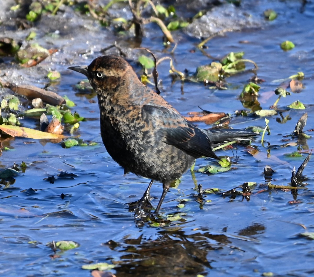 Ржавчатый трупиал - ML646991113
