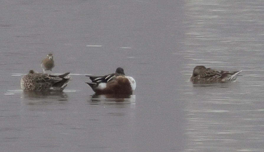 מרית צפונית - ML646991115