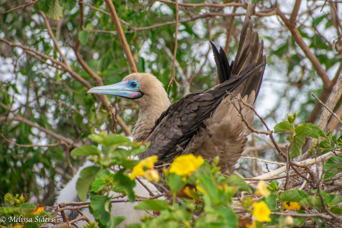 紅腳鰹鳥 - ML646991119