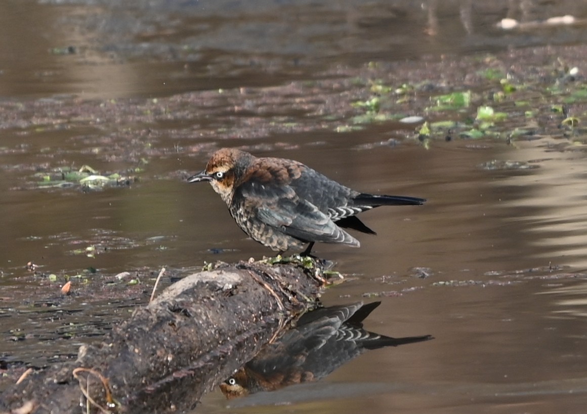 Ржавчатый трупиал - ML646991121