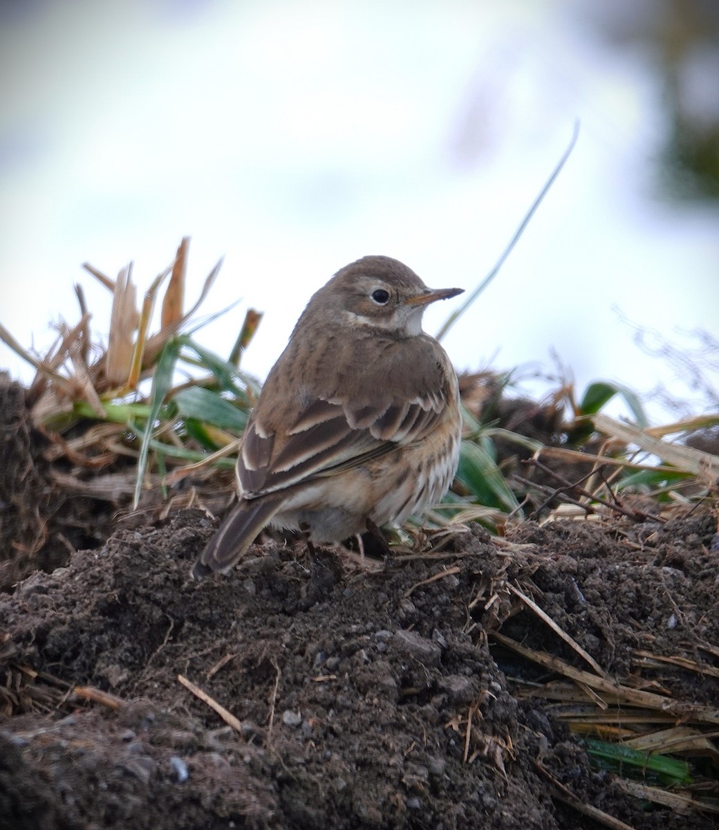 American Pipit - ML646991132